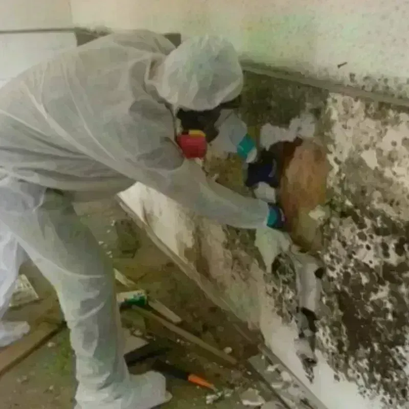 Mold Remediation and Removal in Citrus Park, AZ