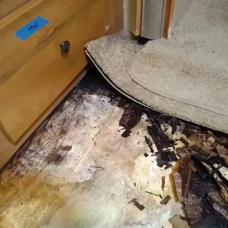 Best Wood Floor Water Damage Service in Citrus Park, AZ